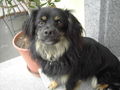 Mei scharfer Wachhund ;-) 56226318