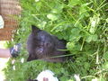 my cat´s old 54354370