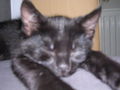 my cat´s old 54354372