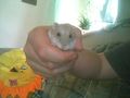 mein hamster  70995174