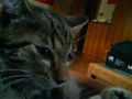 My tWo CaTs**?? 70294508