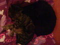 My tWo CaTs**?? 70294539