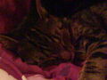 My tWo CaTs**?? 70294542