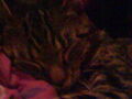 My tWo CaTs**?? 70294543