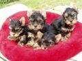 Yorkshireterrier 65397571