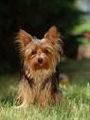 Yorkshireterrier 65397575