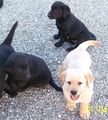 Hunde Bilder 67575206