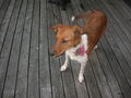 Lieblings Hund: NORA =) 54664445