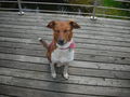 Lieblings Hund: NORA =) 54664521