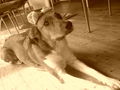 Lieblings Hund: NORA =) 67765272