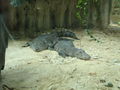 Tiergarten Schönbrunn 2009 62759179