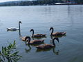 Fischen an der Donau 14.08.09 65112695