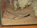 Geckos 55058501