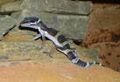 Geckos 55058701