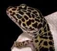 Geckos 55058702