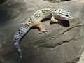 Geckos 55058707