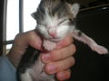 babykatzen!!! 60636663