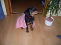 Mein Hund Dixi 58933542