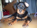 Mein Hund Dixi 58933634