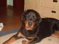 Mein Hund Dixi 58969080