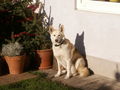 Mein Hund (Tina) 55284903