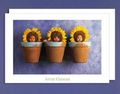 Anne Geddes 55774069