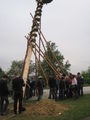 Maibaum aufstellen 58639856