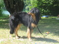 Hunde-Internet 22808307