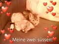 Meine zwei BABY"s  70312606