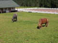 Wildpark Enghagen 2009 64147941