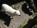 Wildpark Enghagen 2009 64148250