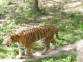 Im Zoo 70682008