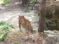 Im Zoo 70682009