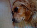 my dog dasty 63625004