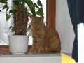 MEINE $$$$$$ KATER LEO 59418300