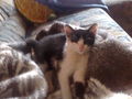 my cats 56369030