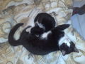 my cats 56370840