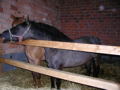 Unser eigenes Pferd 33195009