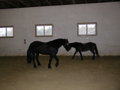 Unser eigenes Pferd 33195089