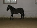Unser eigenes Pferd 33195352