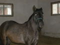 Unser eigenes Pferd 33195595