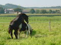 horses 2512044