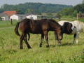 horses 2512066