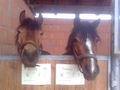 horses 59275352