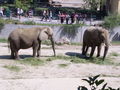 1C at Schönbrunn Zoo - July 07 57858690