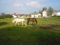 Reiten ;) 56593080