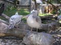 Tiergartenschönbrunn 67495594