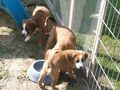 österreichische kurzhaar pinscher babyfo 66653548