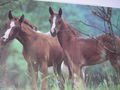 Horses 71132027