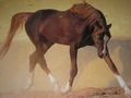 Horses 71132384